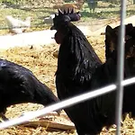 Montesalce Farma Gubbio