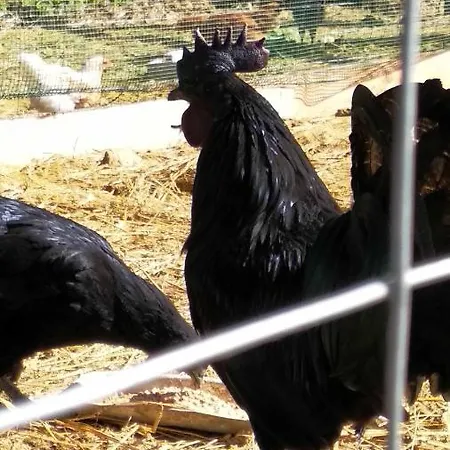 Montesalce Agroturismo Gubbio