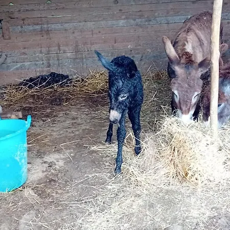 Montesalce Agroturismo Gubbio