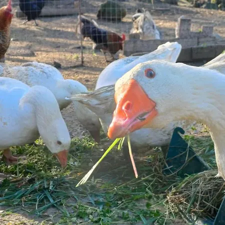 Agroturismo Montesalce Gubbio