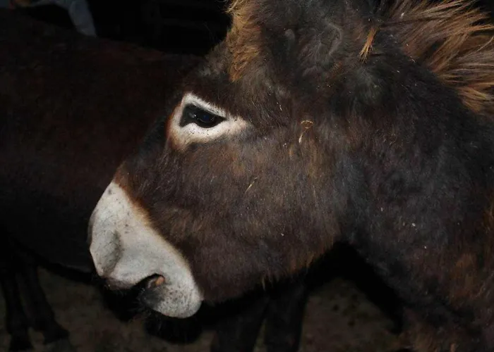 Gospodarstwo agroturystyczne Montesalce